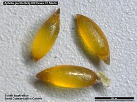   Seeds:   Aphelia gracilis ; Photo by South Australian Seed Conservation Centre, used with permission
